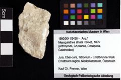 Foto (Objket + Etiketten) von Mesogalathea striata (Remeš, 1895) 